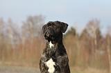 CANE CORSO 822